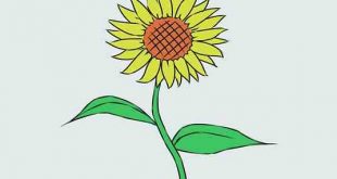 نقاشی گل ساده