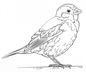 نقاشی کودکانه گنجشک