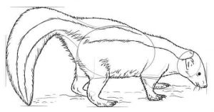 نقاشی کودکانه راسو نقاشی کودکانه راسو