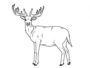 نقاشی کودکانه گوزن