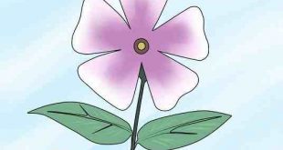 نقاشی گلبرگ گل نقاشی گلبرگ گل